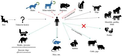 SARS-CoV-2 and animals, a long story that doesn't have to end now: What we need to learn from the emergence of the Omicron variant